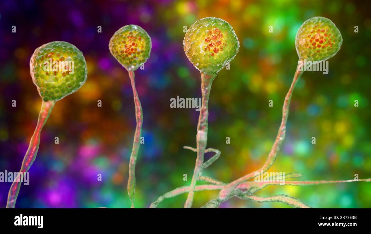 Mucor-Schimmel, auch bekannt als Schwarzer Pilz, Brotschimmelpilz, Computerdarstellung. Mucor sp. Pilze finden sich im Boden und in zerfallender organischer Substanz und sind es Stockfoto