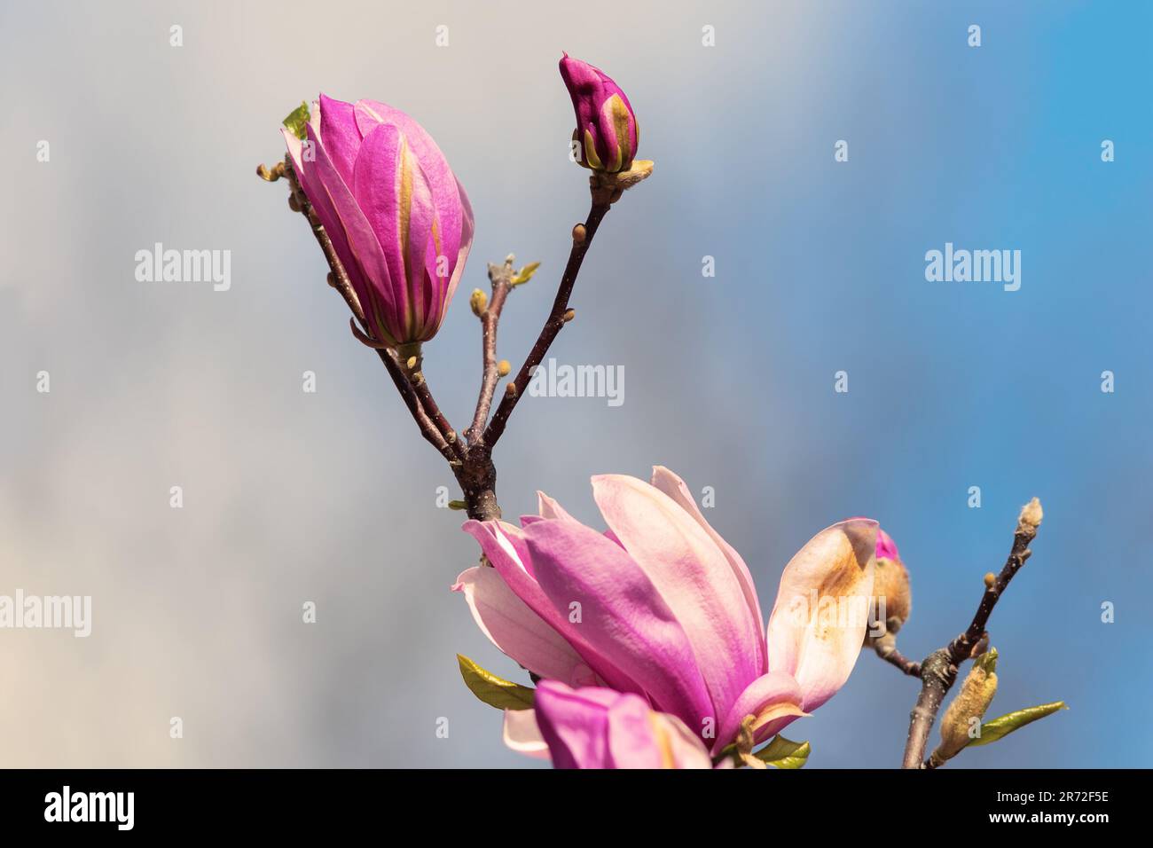 Rosafarbene Magnolienblume auf blauem Himmelshintergrund Stockfoto