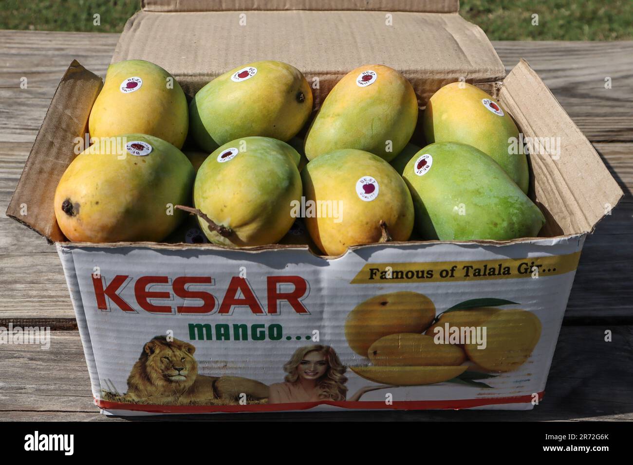 Schachtel Mangos mit speziellem Gir Kesar Mango. Fruchtart Mango Stockfoto