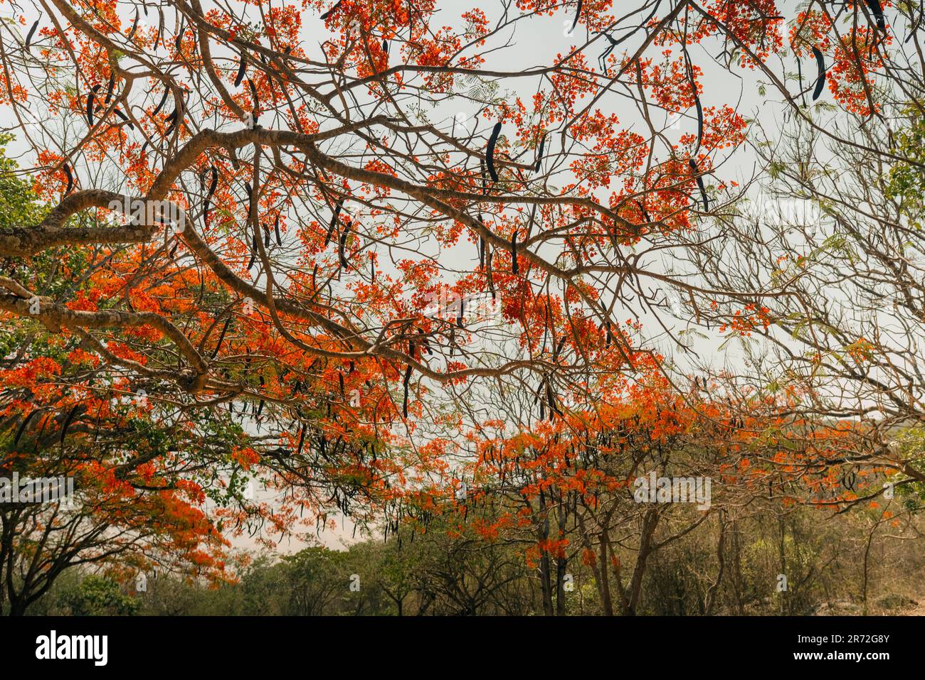 Royal poinciana, Flammenbaum, extravaganter Baum. Erstaunlicher rot-gelber Laubbaum in mexiko. Hochwertiges Foto Stockfoto