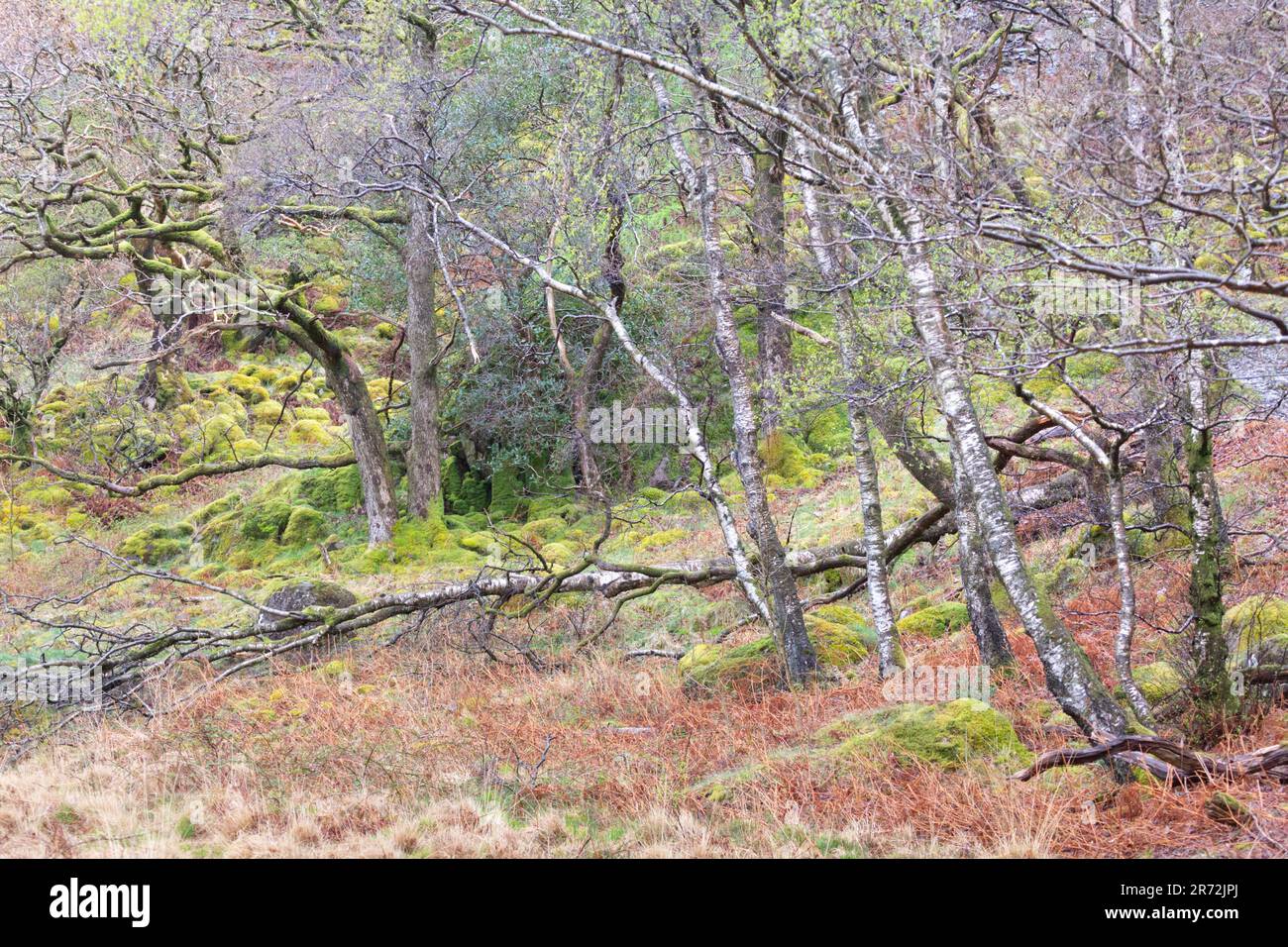 Alte Wälder mit Silberbirken, moosbedeckten Felsblöcken und abgefallenen Ästen in Borrowdale, Lake District National Park, Cumbria, England. Stockfoto