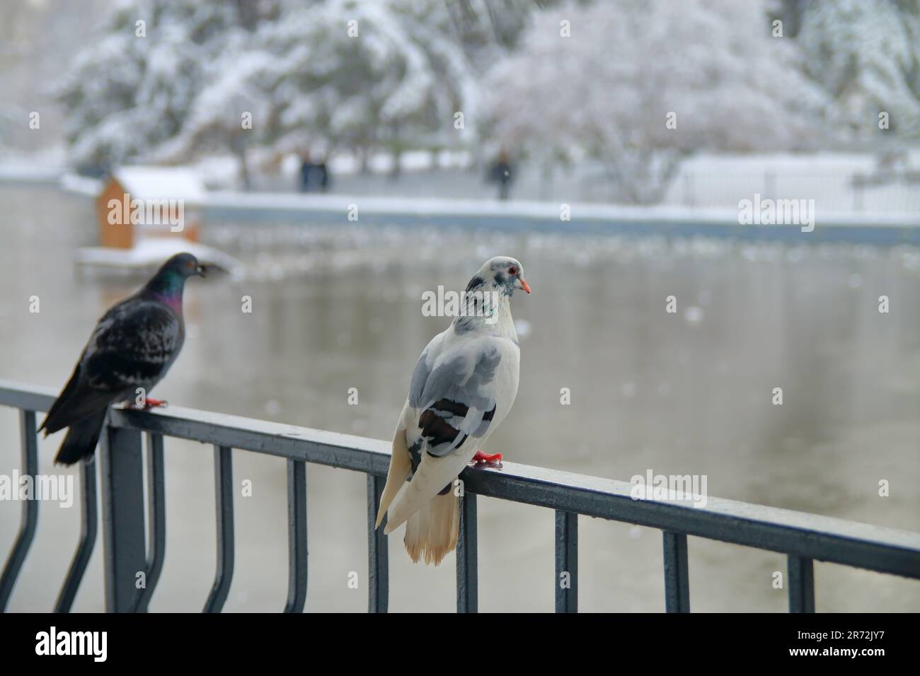 Das Foto wurde in der Stadt Odessa gemacht. Das Bild zeigt eine Stadttaube, die an einem Wintertag in einem öffentlichen Park auf einem Geländer an einem See sitzt. Stockfoto