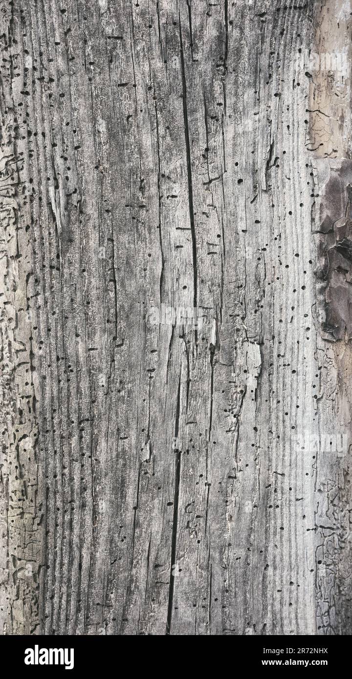 Nahaufnahme eines alten Holzbretts, rustikalen Hintergrunds oder einer Tapete. Stockfoto