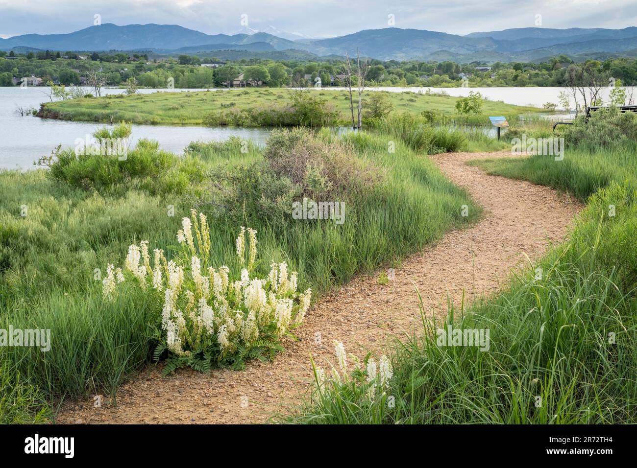 Wanderweg und Wildblumen am Seeufer - Boedecker Bluff Natural Area in Loveland Colorado Stockfoto