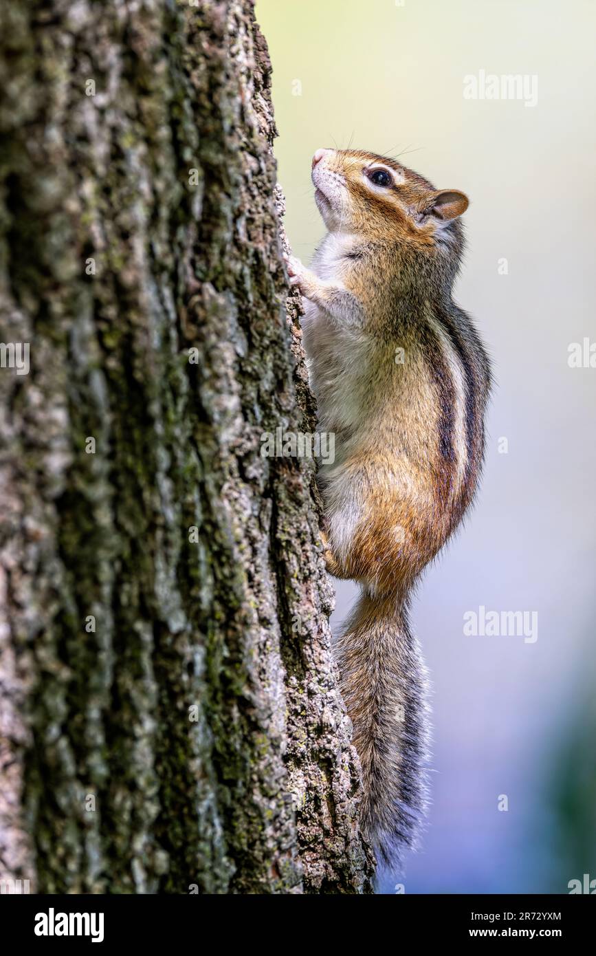 Nahaufnahme eines wilden Chipmunks, der auf einen Baum klettert Stockfoto