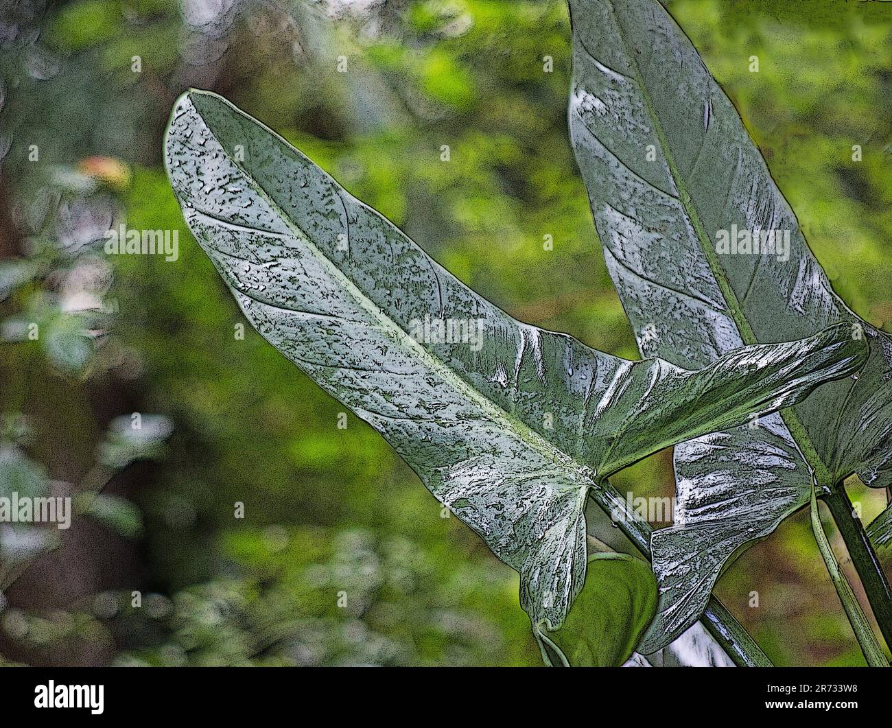 Philodendron Hastatum, Silberschwert auf natürlichem Hintergrund Stockfoto
