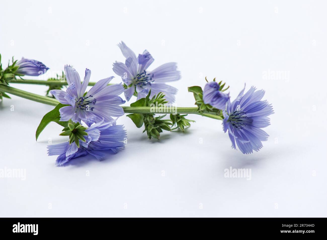 Blüten von Chicorée (Cichorium intybus) auf weißem Hintergrund Stockfoto