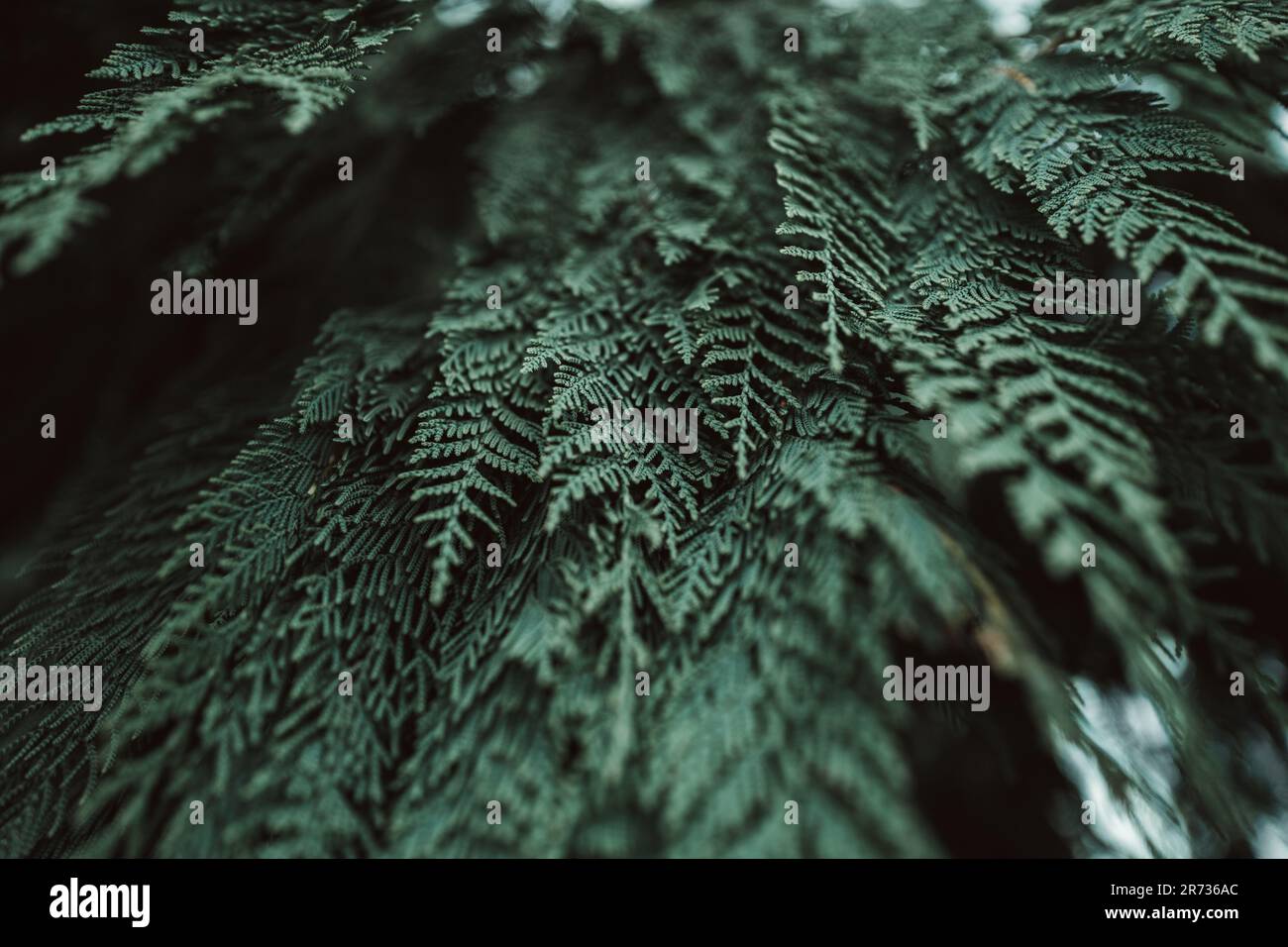 Tropische Sommerpflanze. Natürlicher exotischer Hintergrund. Schönheit in der Natur. Tapete Stockfoto