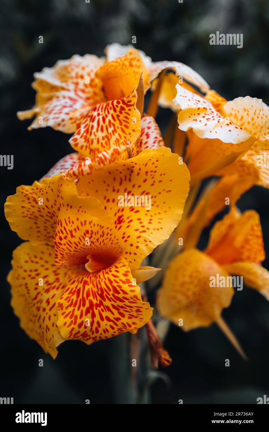 Tropische, leuchtend gelbe, exotische Blume, die in der Tierwelt wächst. Frische Sommerpflanze Stockfoto