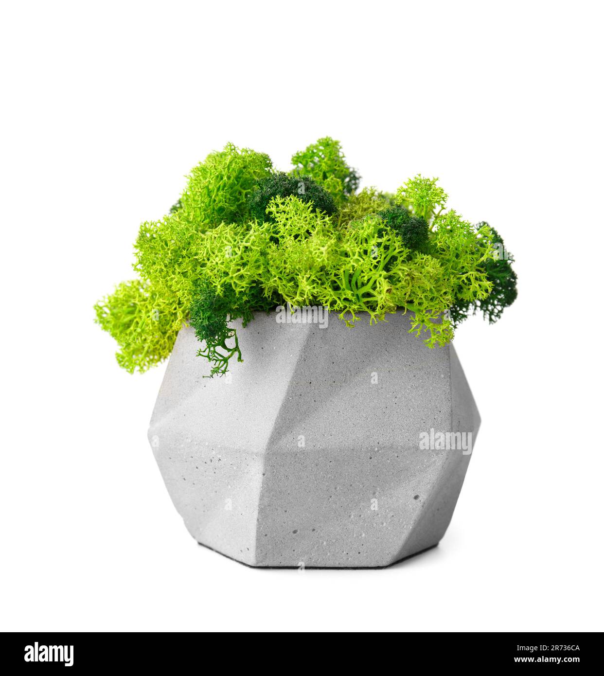 Stabilisiertes grünes Moos in grau dekoriertem Blumentopf auf weißem Hintergrund. Inneneinrichtung. Innenblumen, die nicht bewässert werden müssen. Stockfoto