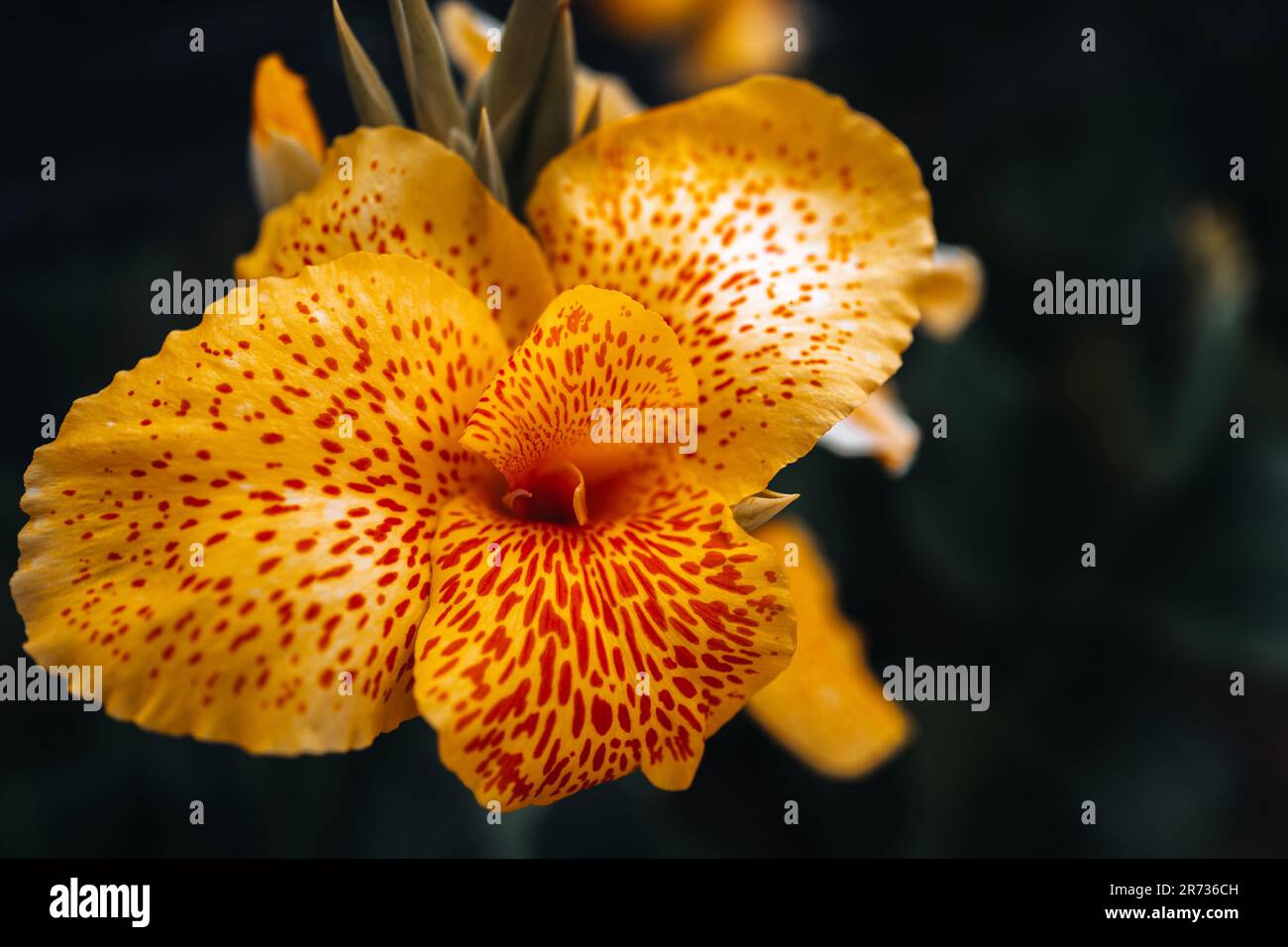 Tropische, leuchtend gelbe, exotische Blume, die in der Tierwelt wächst. Frische Sommerpflanze Stockfoto