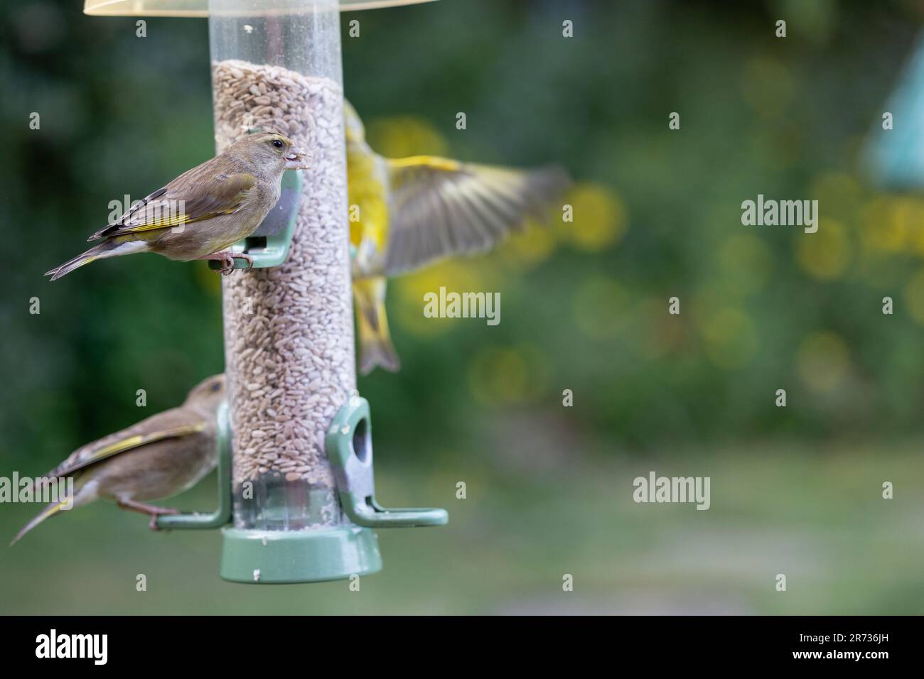 Drei Grünfinken (Chloris chloris) füttern in einem Garten in Yorkshire, Großbritannien (Juni 2023) eine Vogelzucht, die mit Sonnenblumenherzen gefüllt ist. Stockfoto