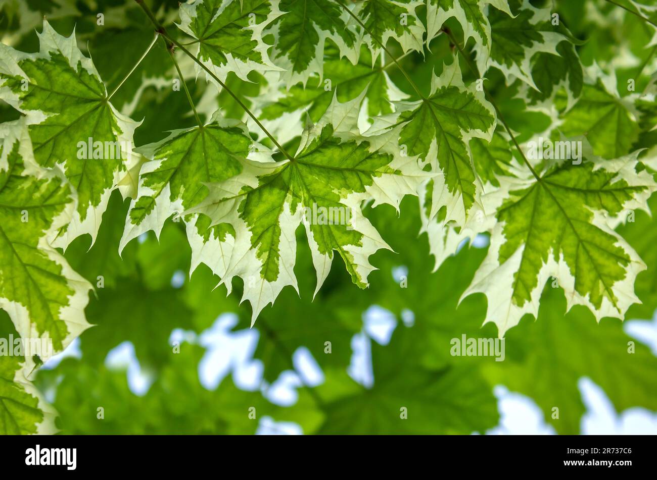 Der Ahorn von Drummond (Acer platanoides drummondii) im Hintergrund. Acer platanoides drummondii mit weißem Hintergrund mit Blättern. Stockfoto