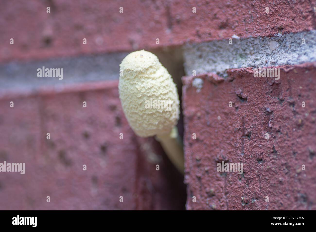 Ein Blumentopf-Sonnenschirm-Pilz, Leucocoprinus birnbaumii, der im Klavierloch eines Hauses wächst. Stockfoto
