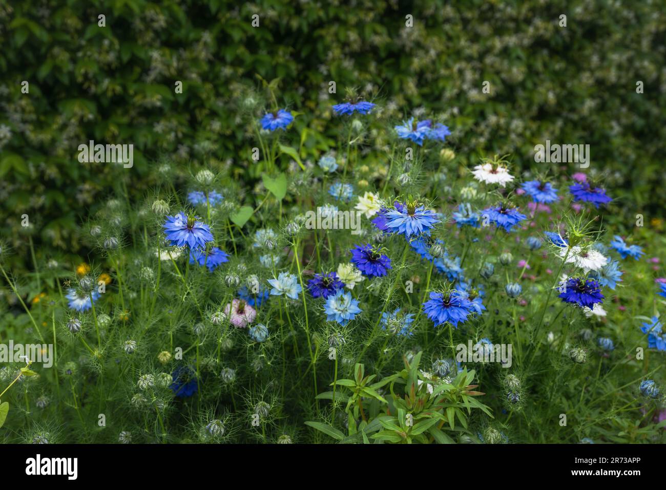 Nigella Flowers oder Love-in-a-nest (Nigella Damascena) Stockfoto