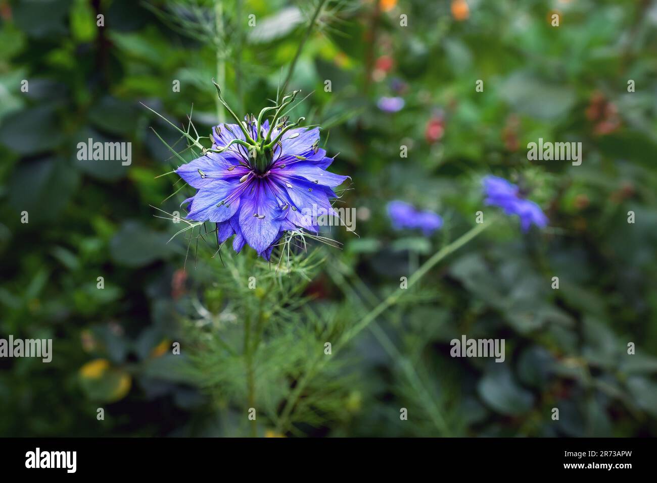 Nigella Blume oder Liebe im Nebel (Nigella Damascena) Stockfoto
