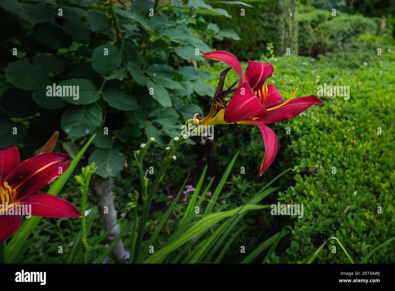 Rote und gelbe Tagesblume (Hemerocallis Fulva) Stockfoto