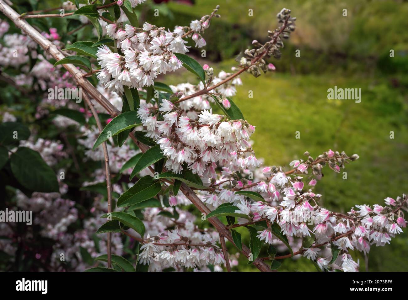 Weiße und rosafarbene Utsugi-Blumen (deutzia crenata f. plena) Stockfoto