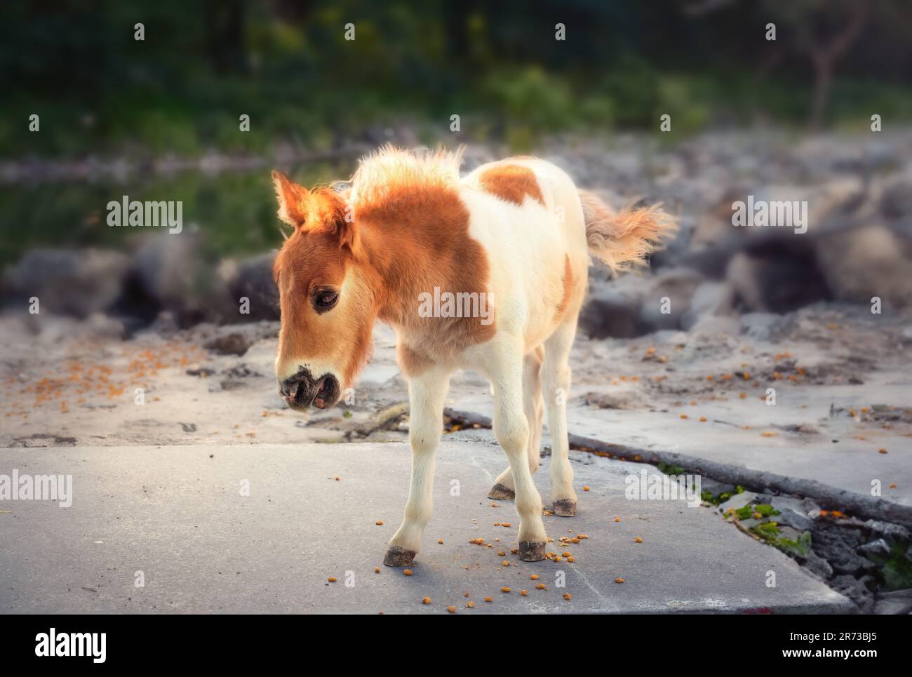 Kastanie und weißes Ponyfohlen (Baby-Pony) Stockfoto