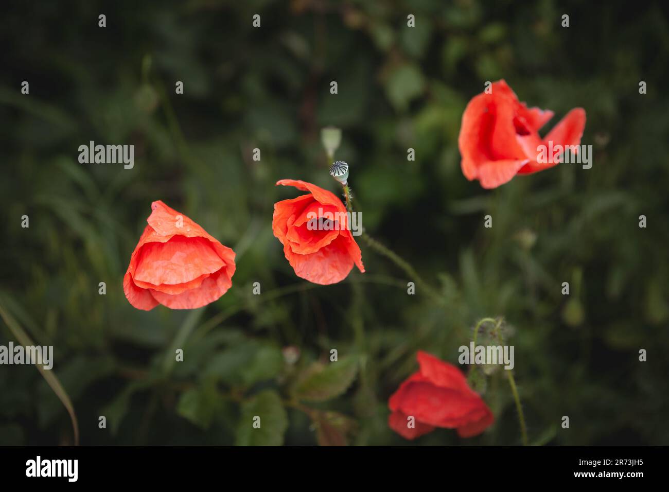 Bild von rotem Mohn, der im Sommer auf einem Grasfeld steht. Papaver-Rhoeas, oder Mohnblume, Maismohn, Maisrose, Feldmohn, Flanderns Mohn oder rot Stockfoto
