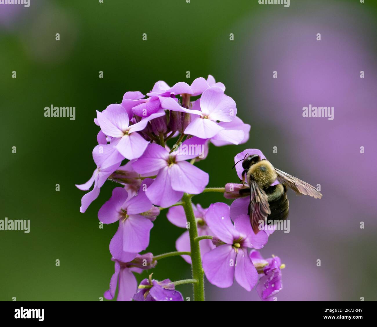 Eine halbschwarze Hummel, bombus-Vagans, die eine Rocket-Blume einer Dame in einem Garten bestäuben Stockfoto