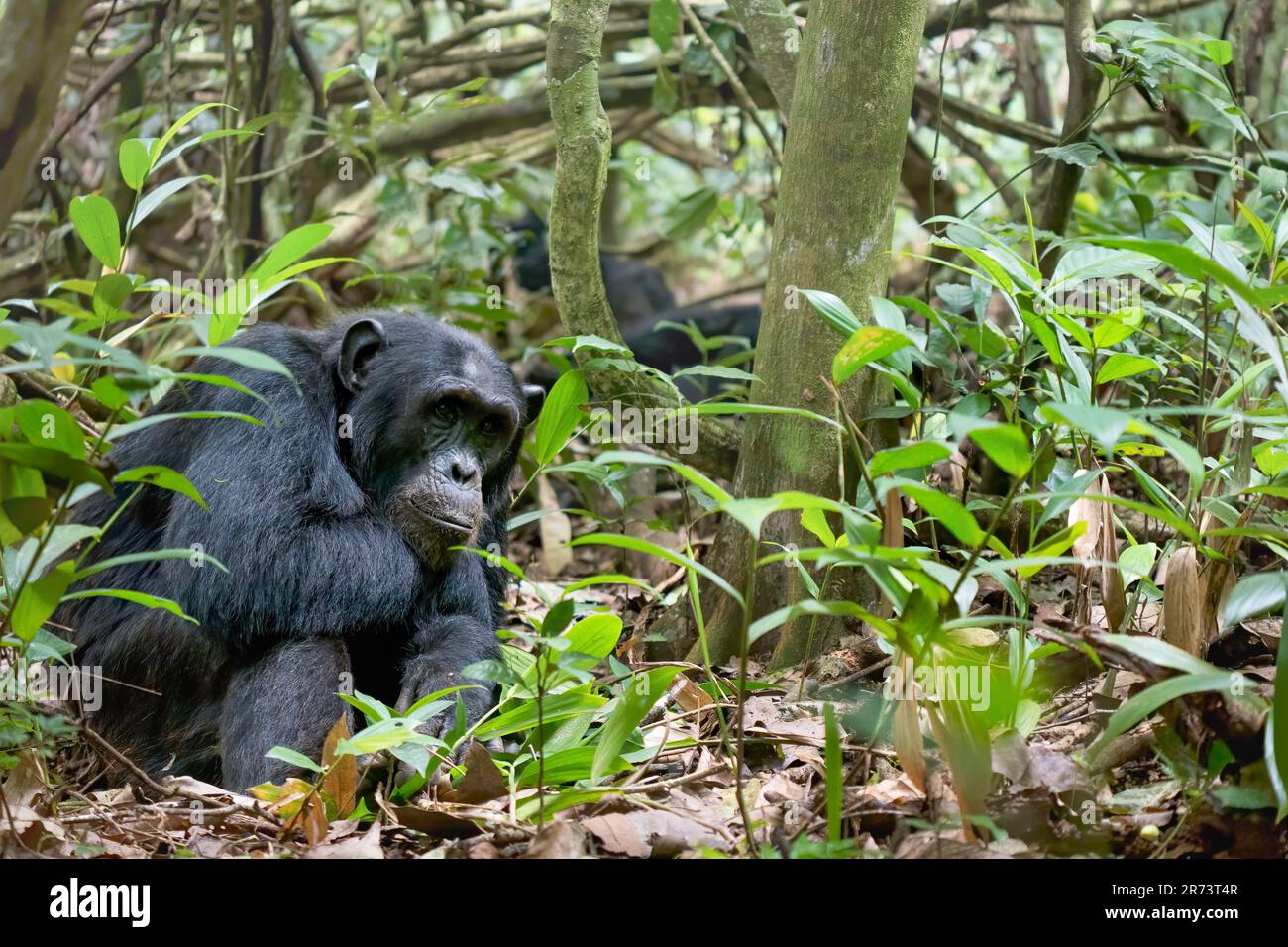 Ein junger wilder Schimpanse (Pan troglodytes) sitzt mit seinem Kinn am Arm auf dem Boden in seinem natürlichen Lebensraum im Kibale National Forest in Uganda. Stockfoto