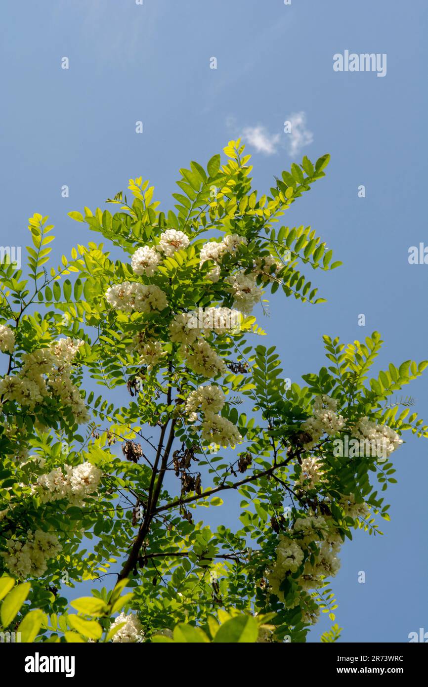 Schwarzer Johannisbrot blüht im Frühling. Weiße Blüten von Robinia pseudoacacia. Stockfoto