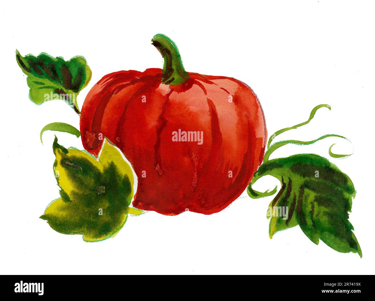 Kürbis-Gemüse. Tinte und Aquarellmalerei Stockfoto