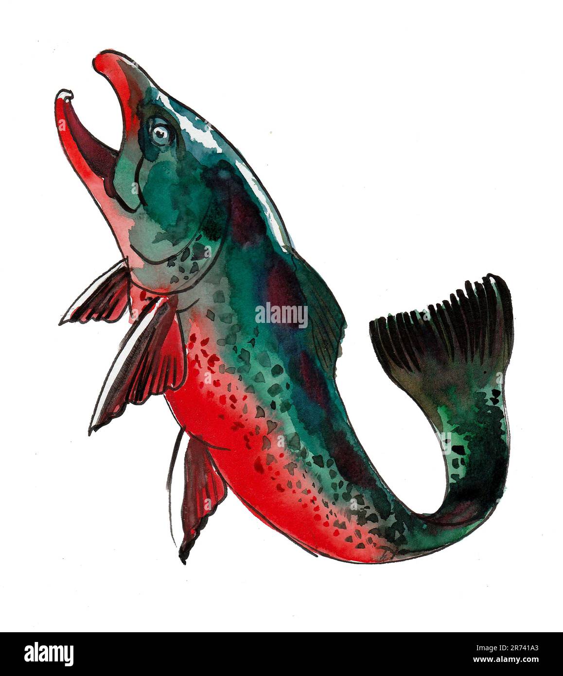 Lachsfisch auf weißem Hintergrund. Tinte und Aquarellmalerei Stockfoto