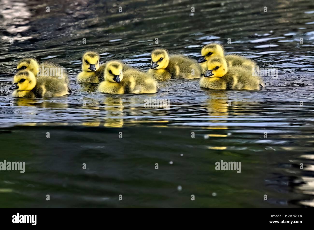 Eine Gruppe von Kanadischen Gänseblümchen (Branta canadensis), die in einem Feuchtgebiet im ländlichen Alberta, Kanada, schwimmen Stockfoto