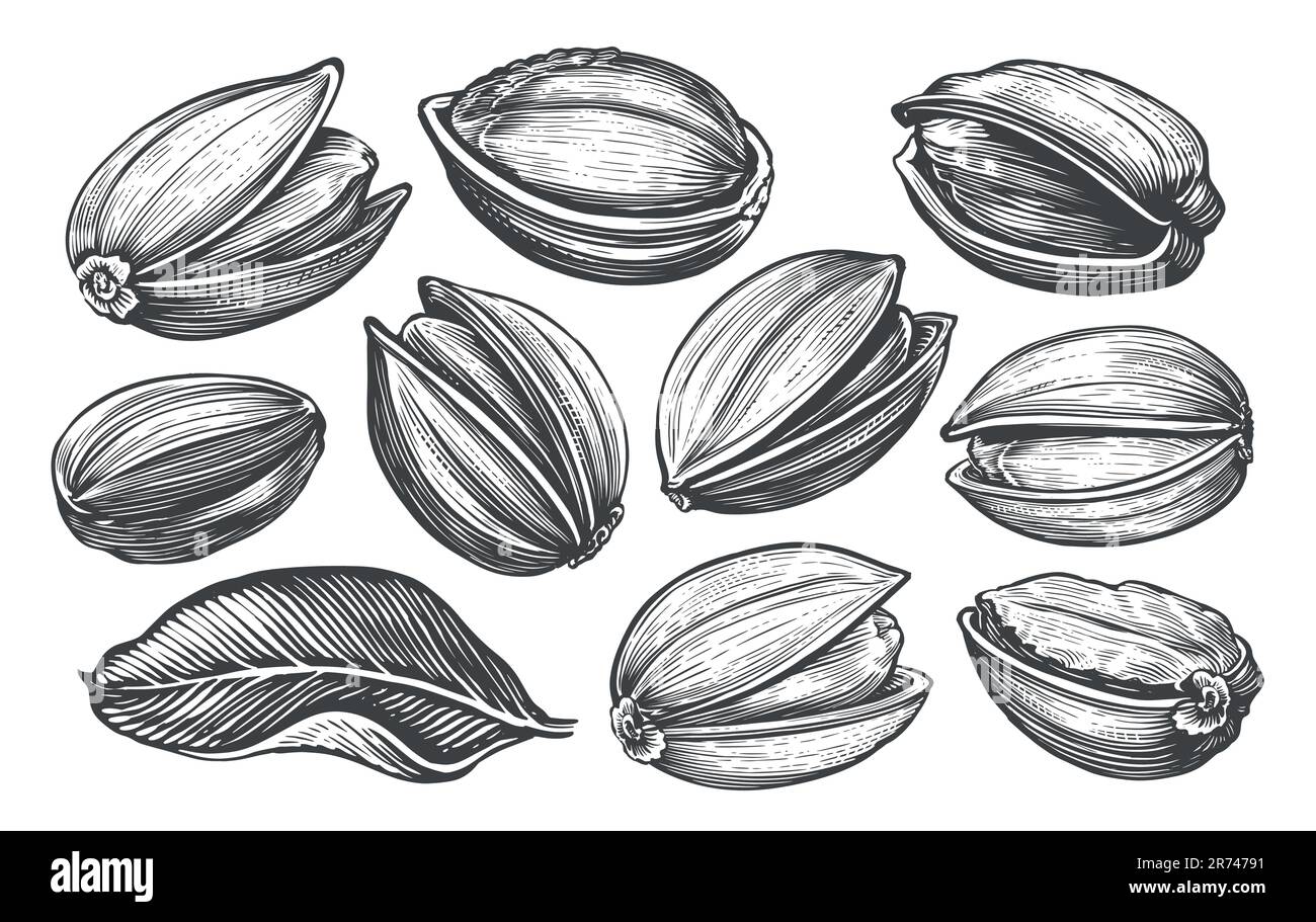 Pistazien im Vintage-Gravurstil. Von Hand gezeichnete Muttern und Blätter Skizze Vektordarstellung Stock Vektor