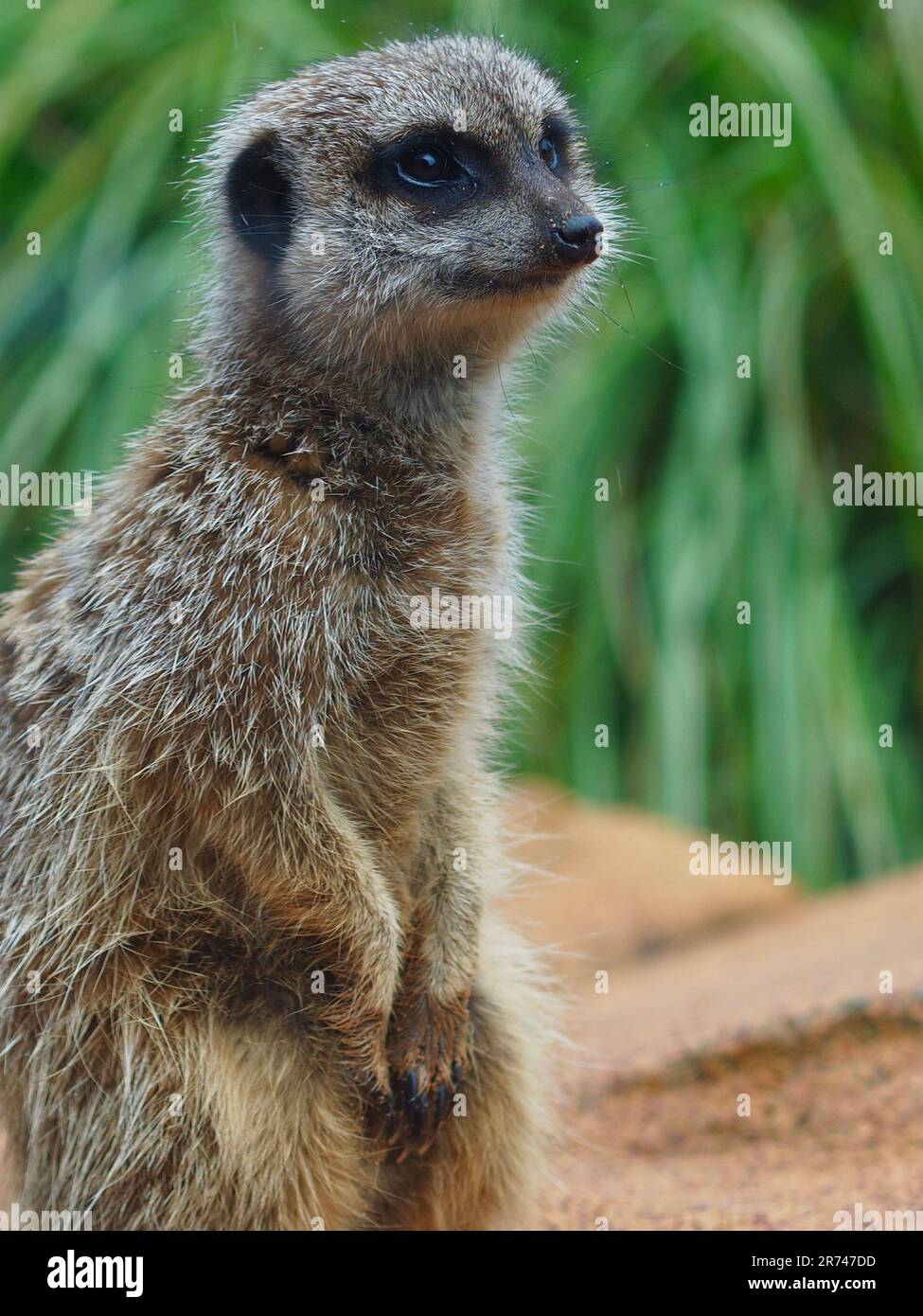 Wunderbarer aktiver Wachmann Meerkat mit scharfem Augenlicht. Stockfoto