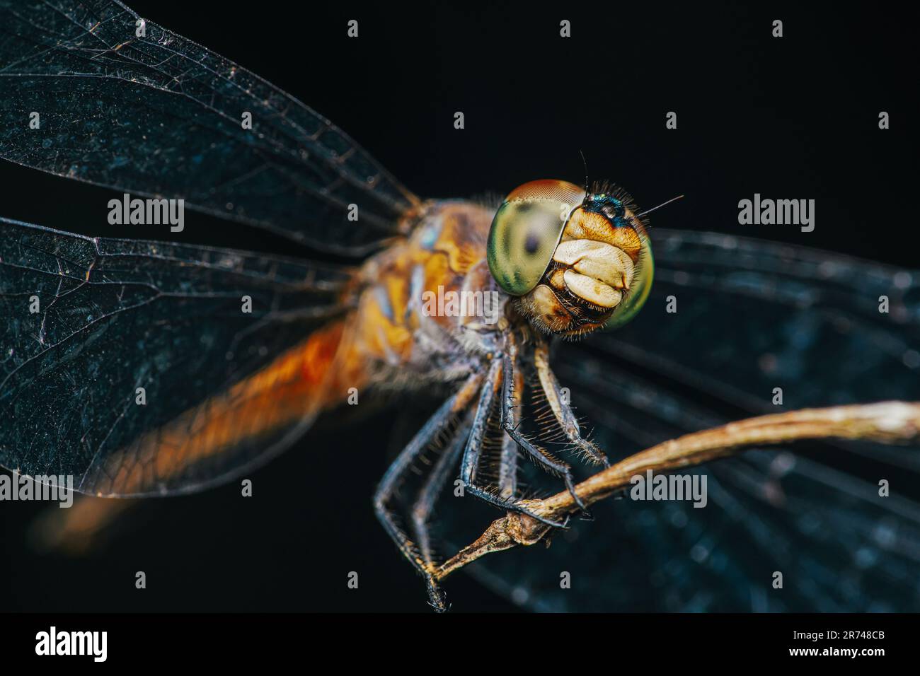Eine Libelle hoch oben auf einem Ast und Naturhintergrund, selektiver Fokus, Insektenmakro, farbenfrohes Insekt in Thailand. Stockfoto