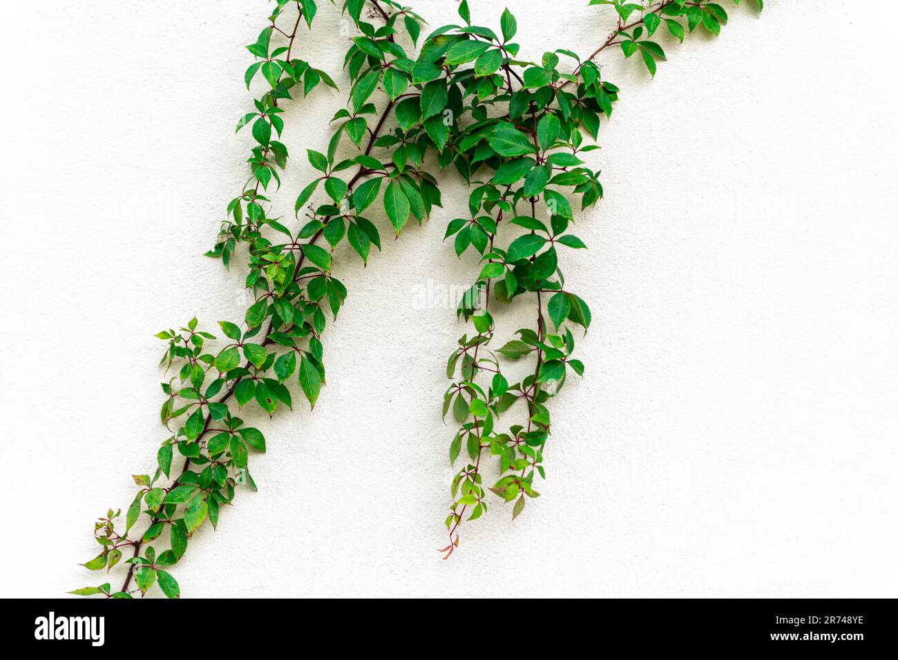 Nahaufnahme von schleichenden, grnen Efeu-Pflanzen an der weien Wand  Stockfotografie - Alamy