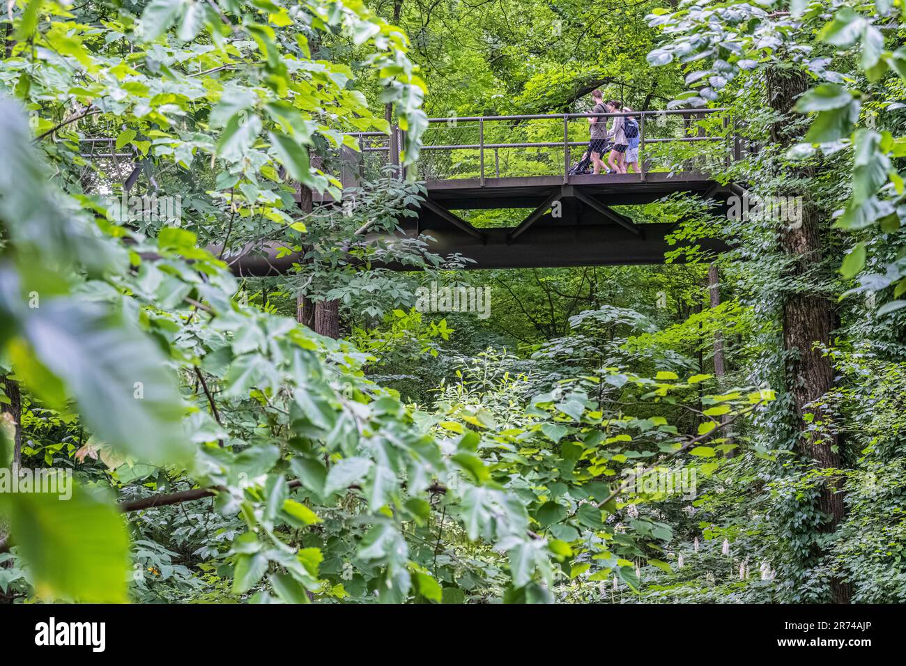 Malerischer Kendeda Canopy Walk im Atlanta Botanical Garden in Midtown Atlanta, Georgia. (USA) Stockfoto