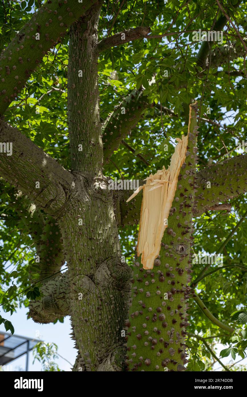 Ein schwerer Ast brach einen großen Seidenseidenbaum (Ceiba speciosa, früher Chorisia speciosa) ab und gehört zur familie bombax (Bombaca) Stockfoto