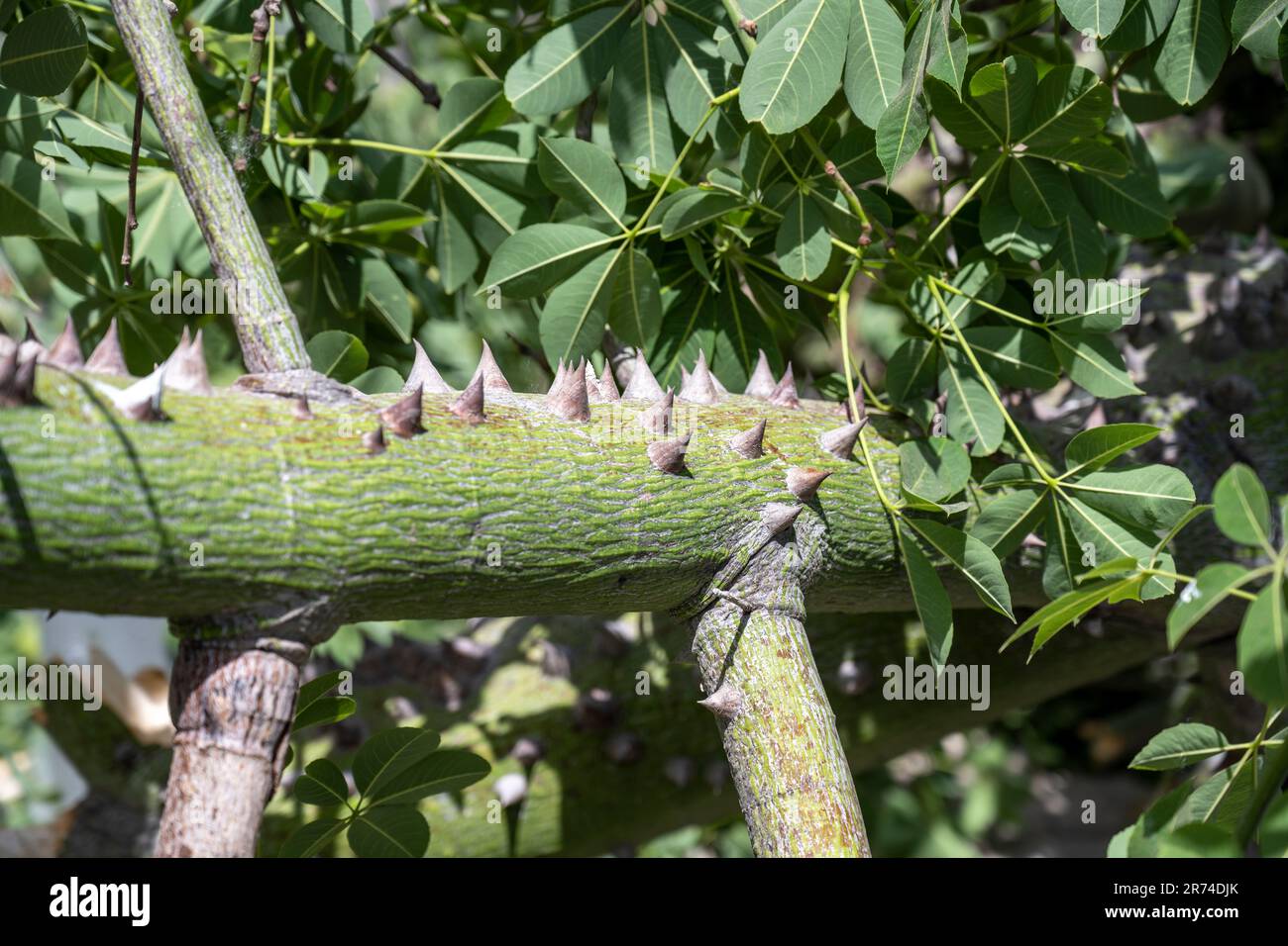 Nahaufnahme der Dornen am Stamm und Zweige des Seidenholzes oder Seidenholzbaums (Ceiba speciosa, früher Chorisia speciosa) ist ein Mitglied der Stockfoto