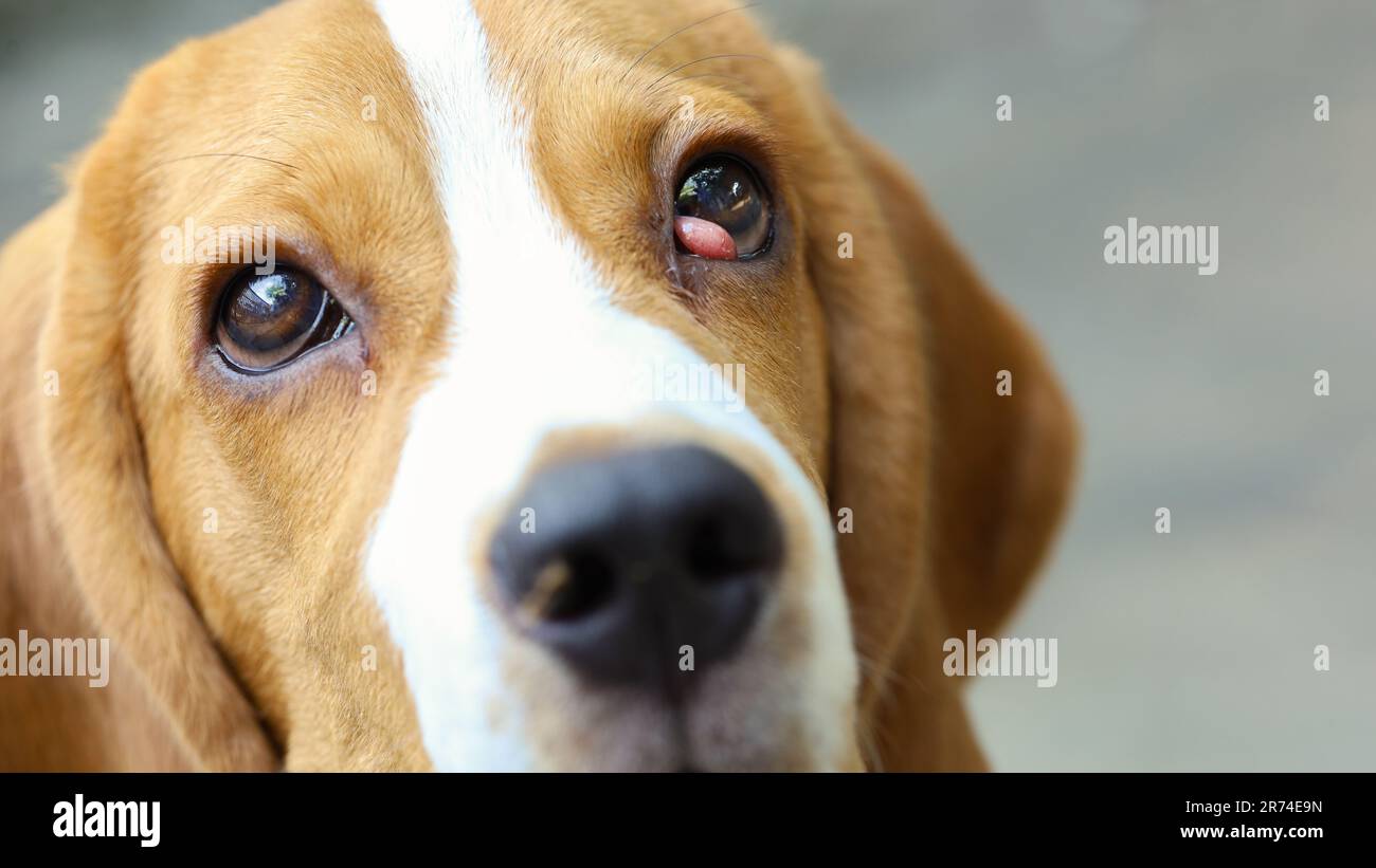 Beagle-Hund leiden an der Kirschaugenkrankheit. Stockfoto