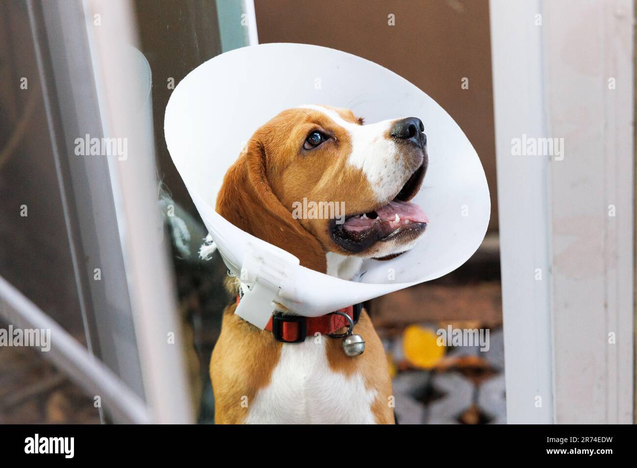 Beagle-Hund trägt einen Zapfen nach der Operation, Behandlung Stockfoto