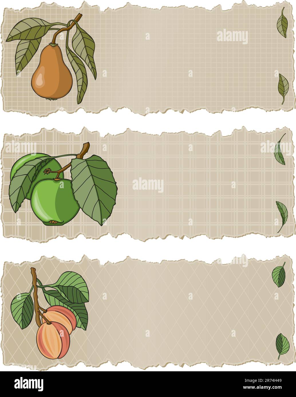 Vektorgrafiken in Illustrator 8. Drei köstliche Früchte, handgemalt in einem lockeren Grafikstil auf einem zerrissenen Papierbanner. Alle Elemente auf separaten Ebenen. Stock Vektor