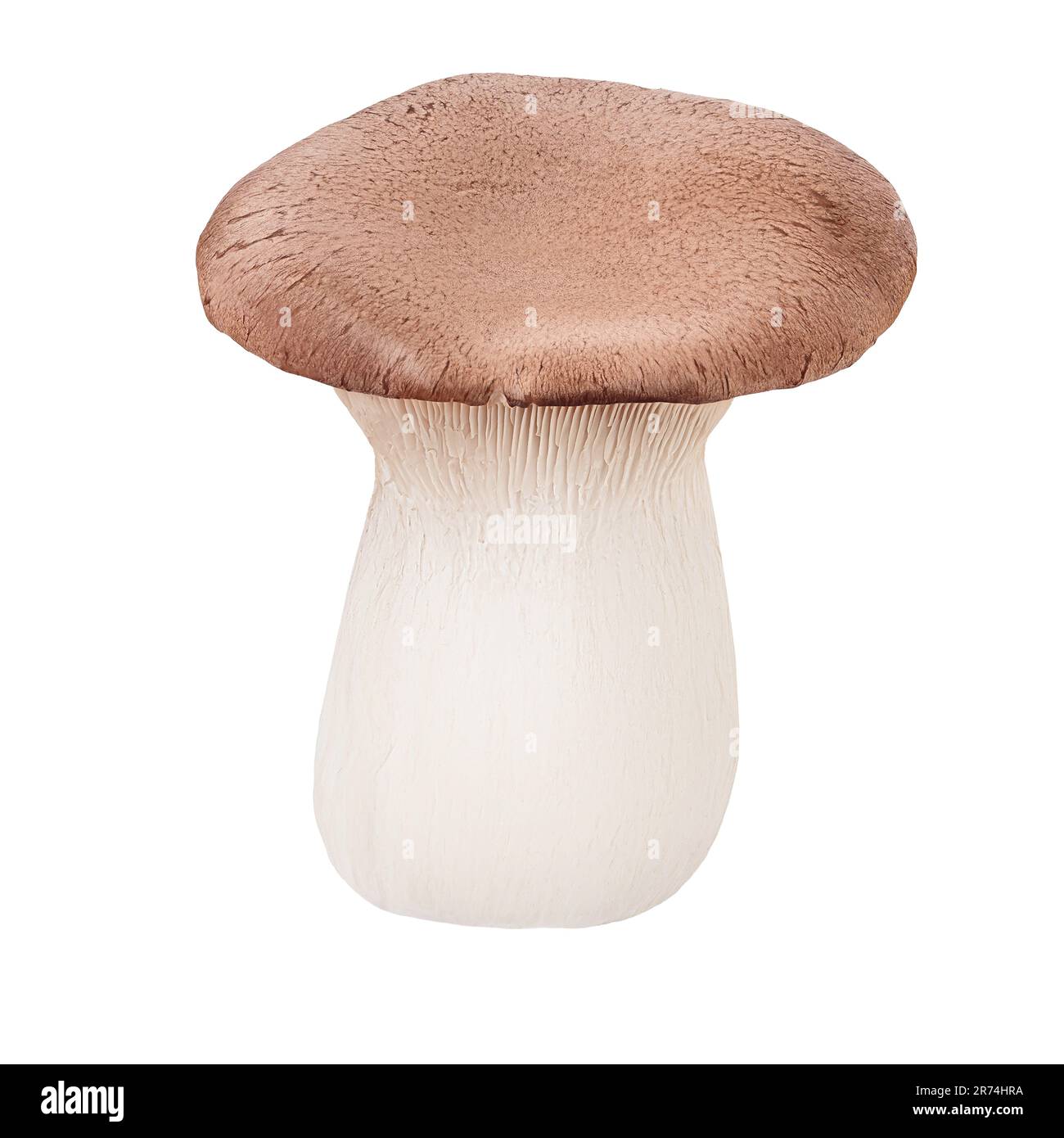 Organischer Austernpilz im transparenten Hintergrund Stockfoto