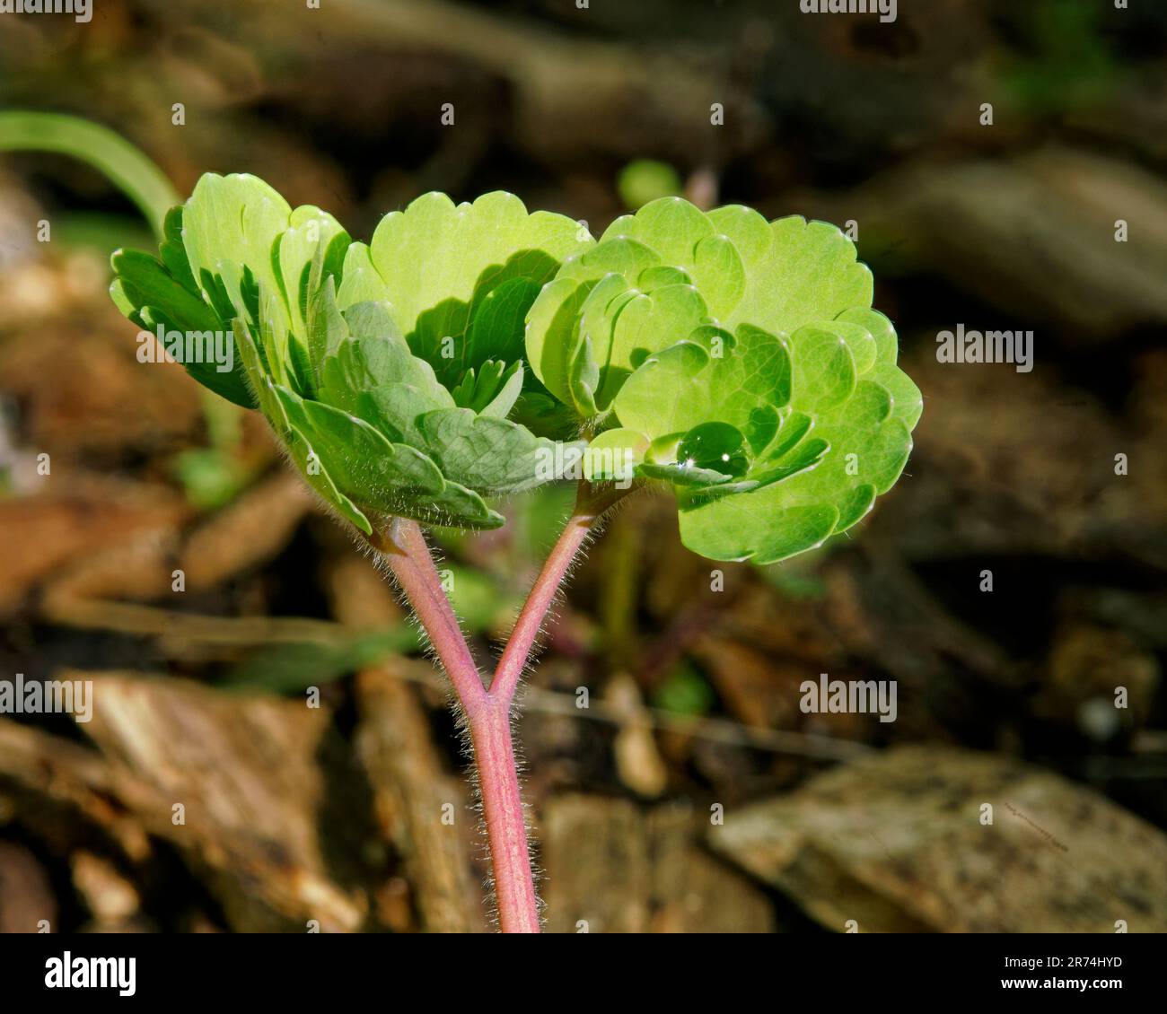 Grüne Triebe des Wachstums, eine neue Ranunculus-Pflanze mit einem Regentropfen auf einem Blatt, der nach dem Licht greift. Stockfoto