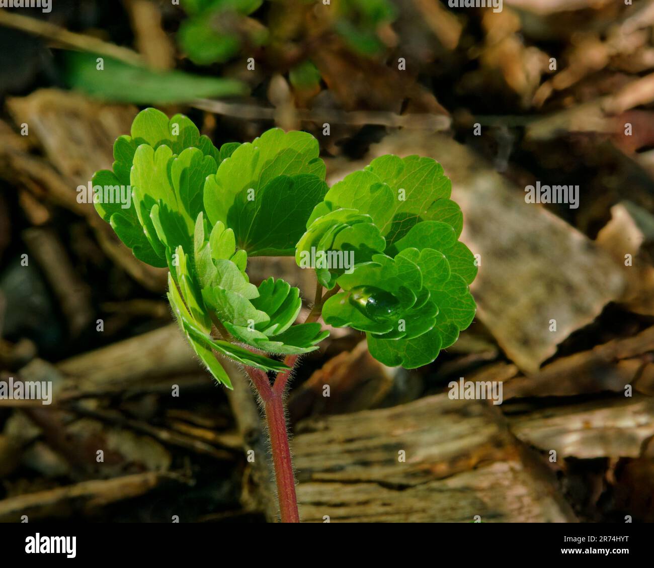 Grüne Triebe des Wachstums, eine neue Ranunculus-Pflanze mit einem Regentropfen auf einem Blatt, der nach dem Licht greift. Stockfoto