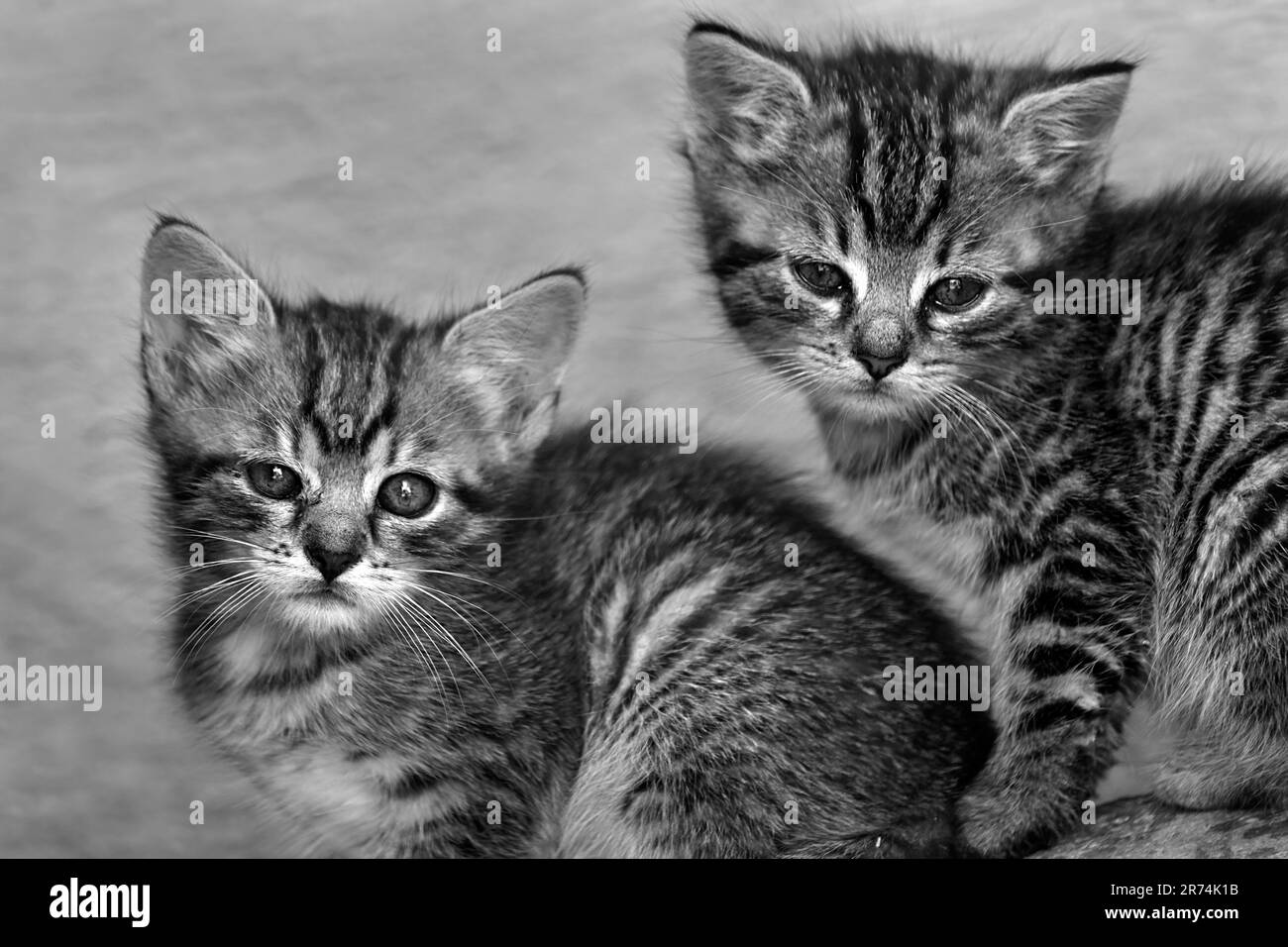 Zwei Kätzchen in Schwarz und Weiß Stockfoto