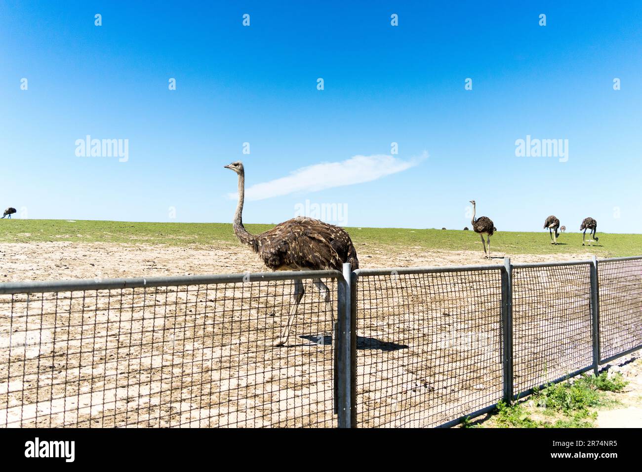 Straußenfarm in Deutschland, Schleswig Holstein, Strauße und Emus, Ostsee, Tourismus Stockfoto