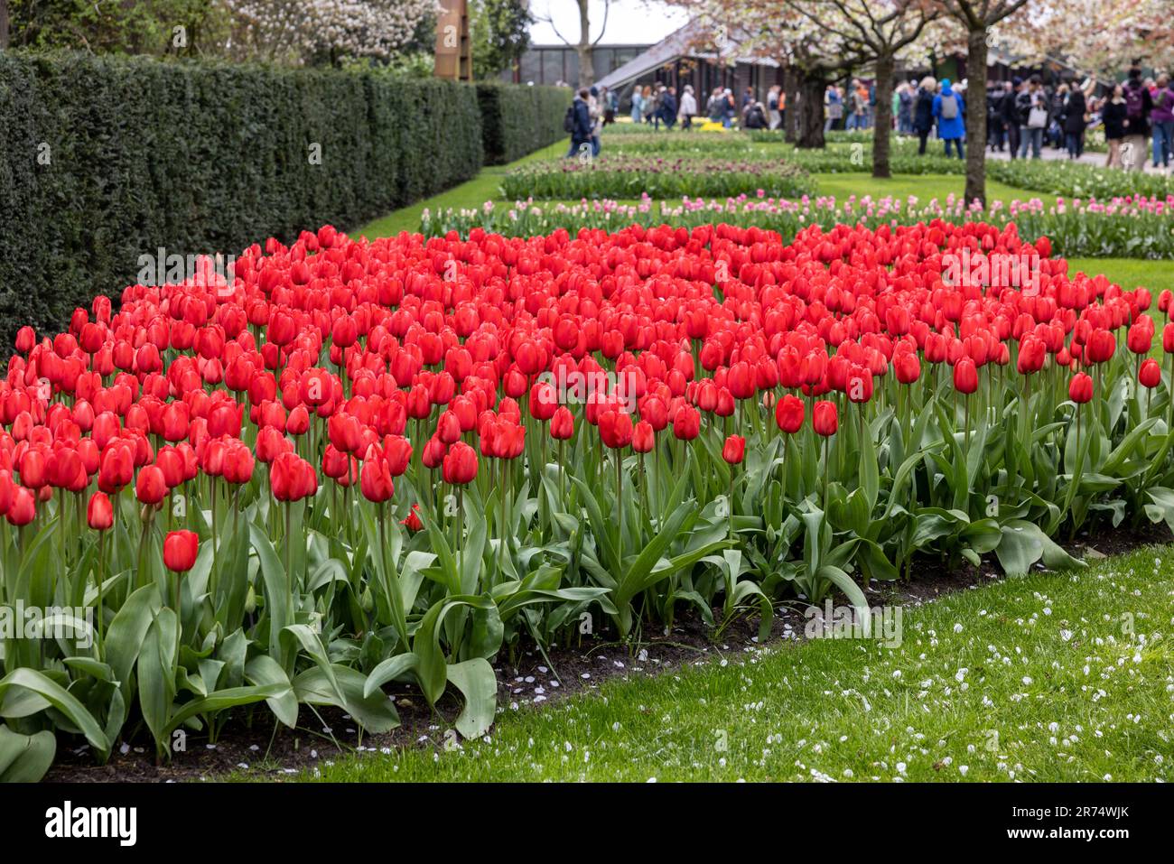 Keukenhof, Lisse Niederlande 18. April 2023 Farbenfrohe Blumen im