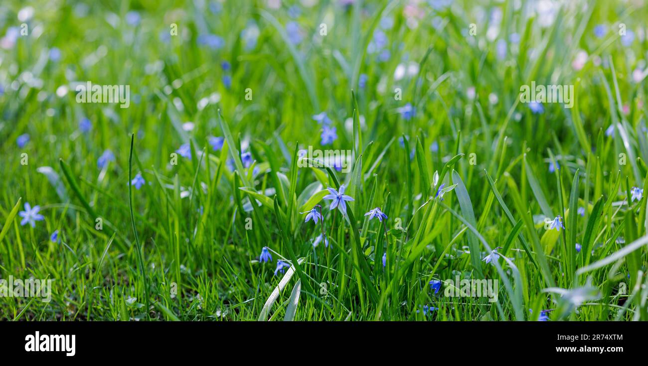 Wunderschöne blühende blaue Frühlingsblumen sibirischer Squill Hintergrund, scilla siberica Stockfoto