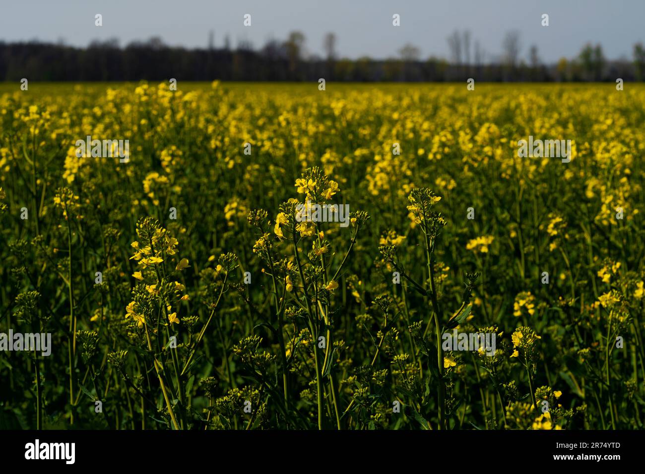 Blühendes Rapsfeld im Frühling in Deutschland Stockfoto
