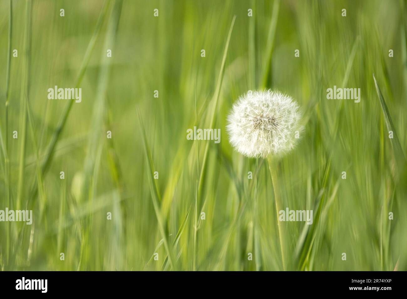 Verblasster Löwenzahn auf einer Wiese Stockfoto