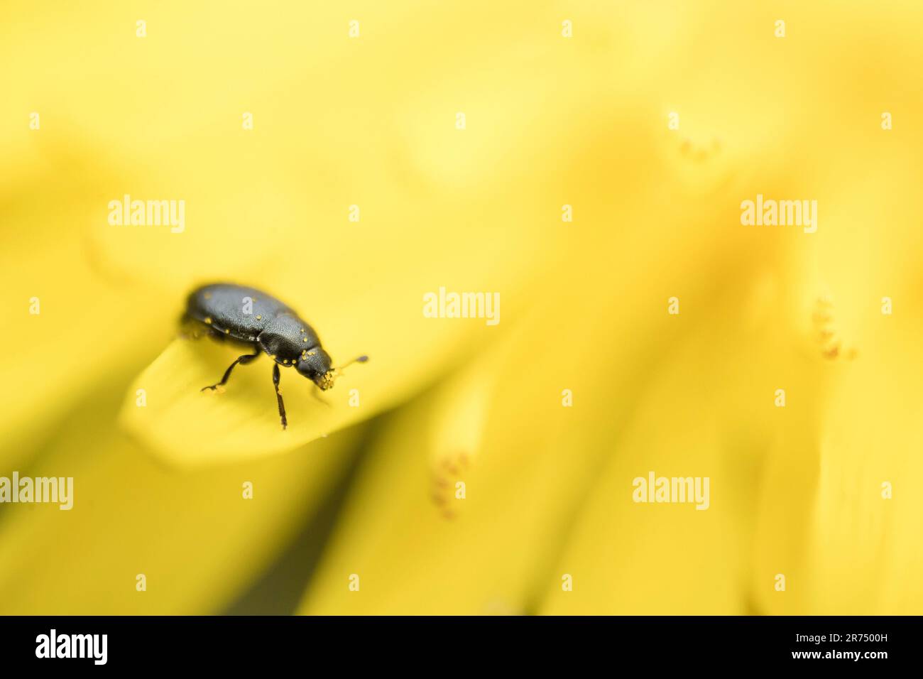 Nitidulidkäfer auf Löwenzahn Stockfoto